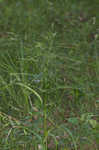 Savannah-panicgrass